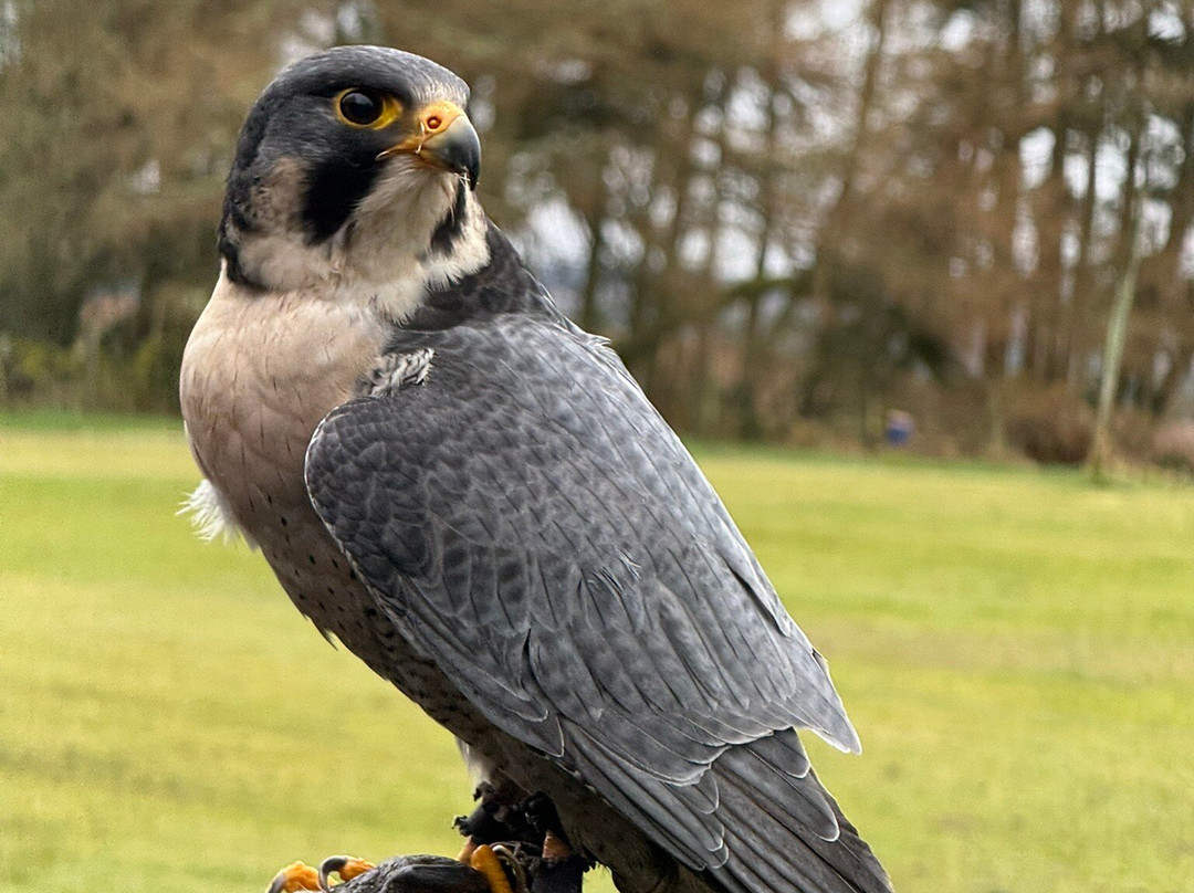 Falconry Days-赫克瑟姆必去景点