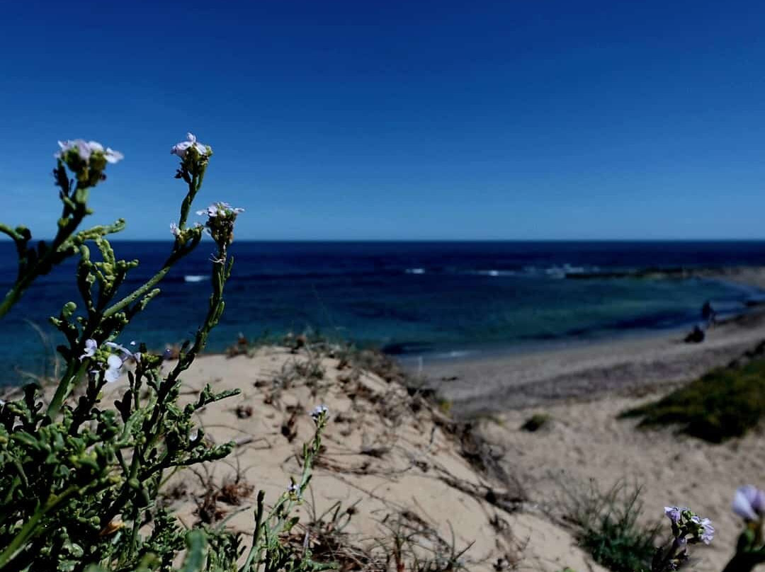 Platja Del Carabassí-埃尔切必去景点