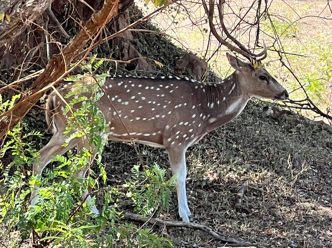Yala Lahiru Safari-蒂瑟默哈拉默必去景点