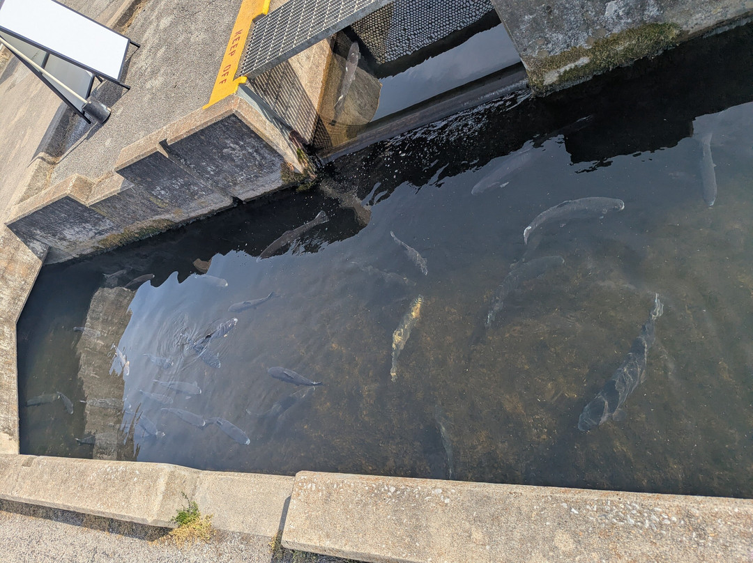 Shepherd of the Hills Fish Hatchery-布兰森必去景点