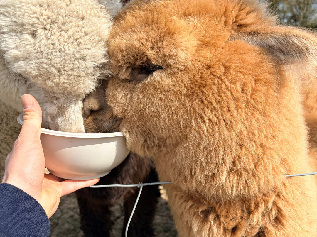 Hilly Ridge Alpacas-Wattisham必去景点