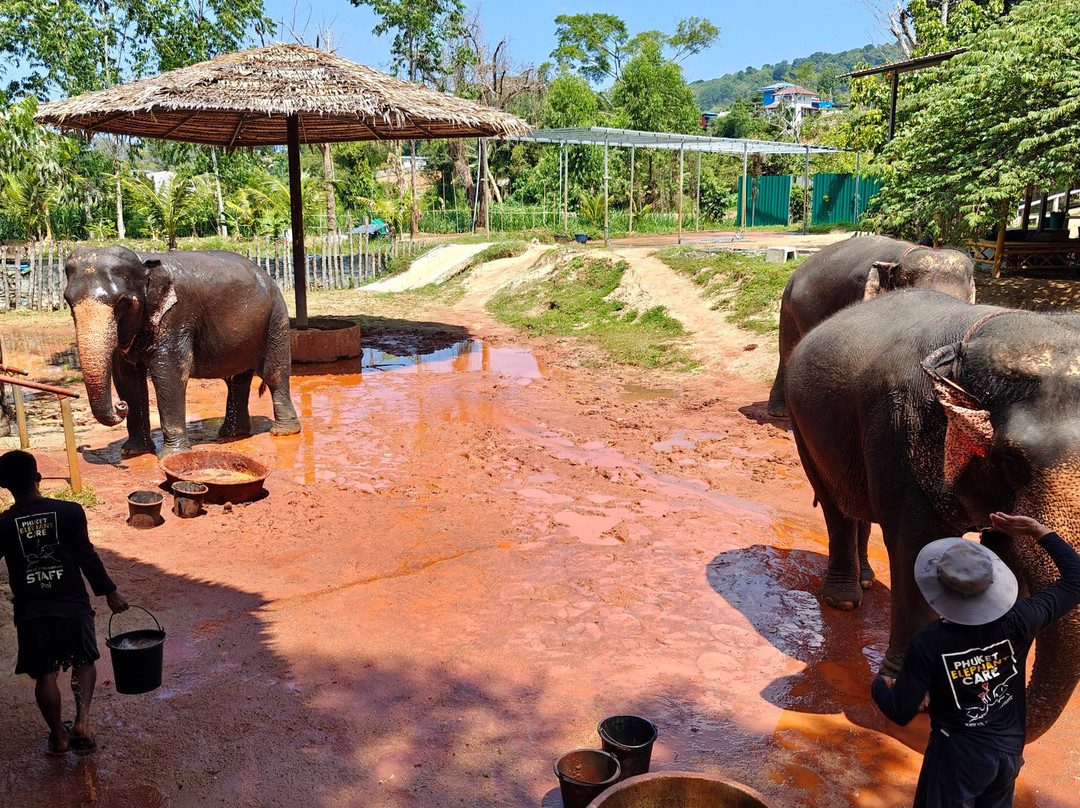 Phuket Elephant Care-奈通必去景点