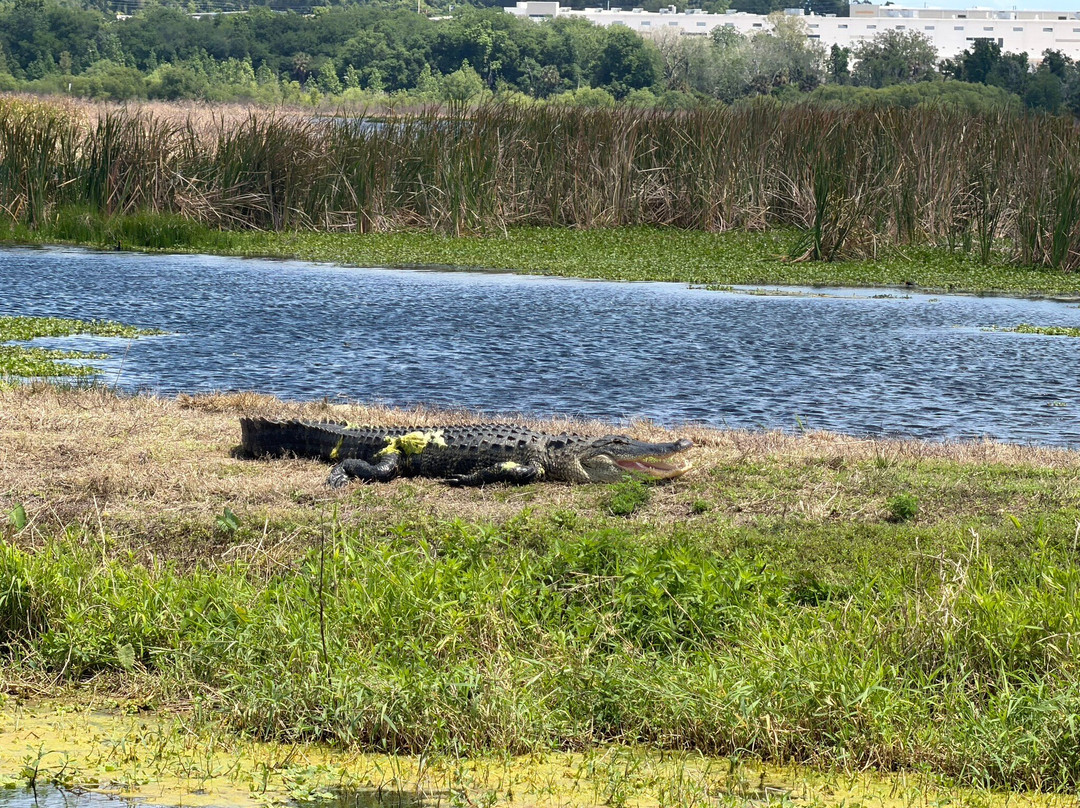 Lake Apopka Wildlife Drive-Apopka必去景点