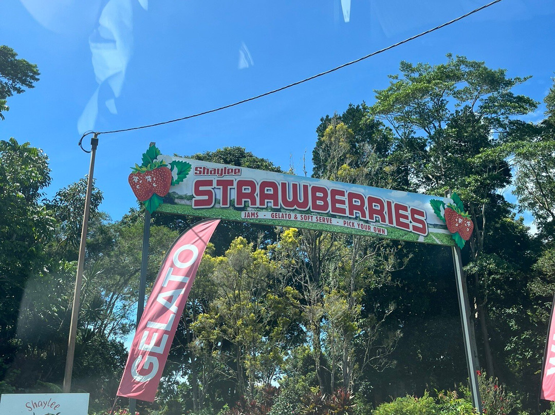 Shaylee Strawberries- 阿瑟顿必去景点