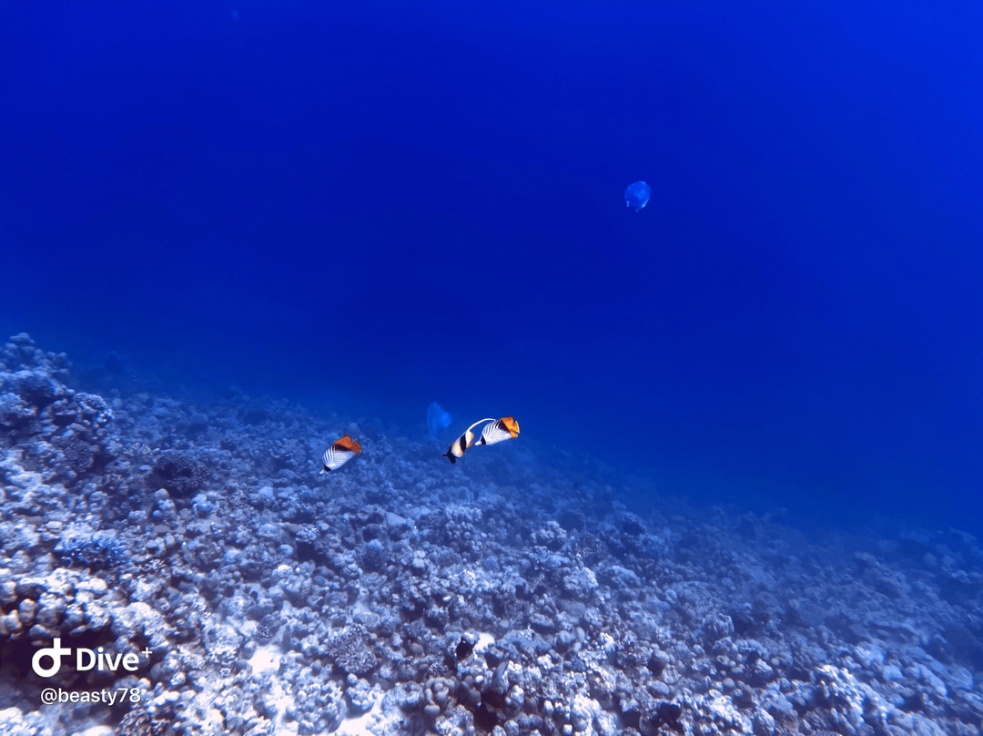Aquarius Diving Club-马卡迪湾必去景点