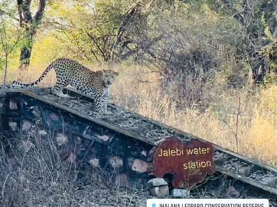 Jhalana Leopard Safari Park-斋蒲尔必去景点