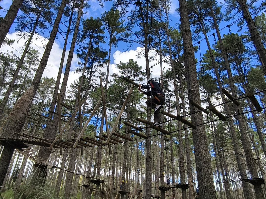 Tree Adventures-伍德山必去景点