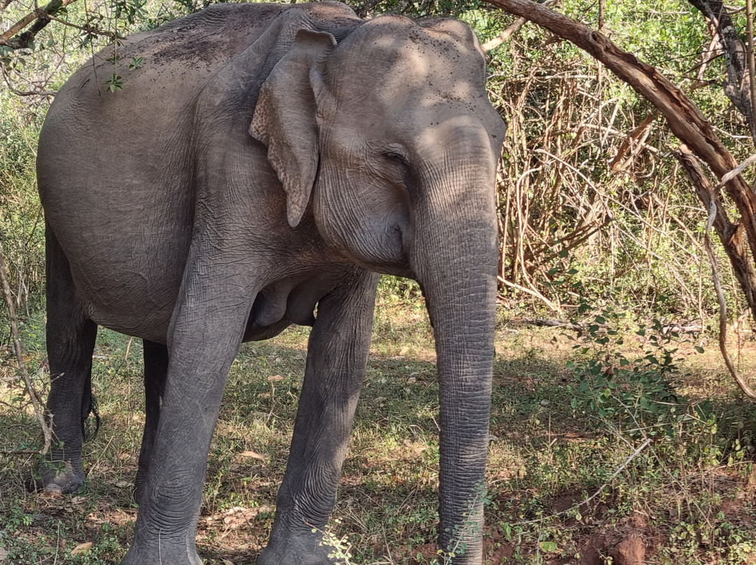 Apical Lanka Travel