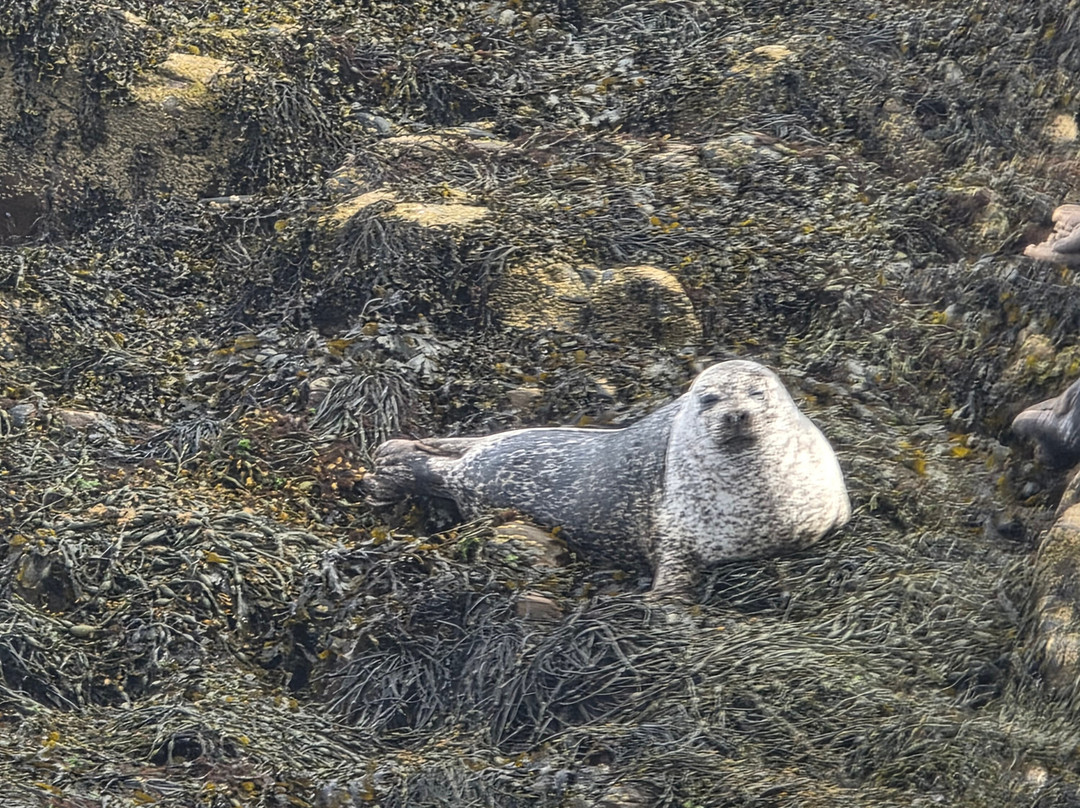 Calum's Seal Trips-Plockton必去景点