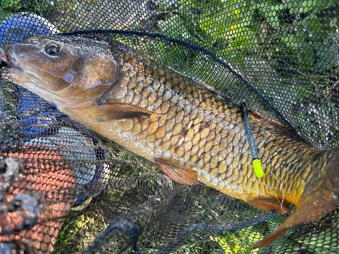 Woodlands Fishery, and Touring Park-Spilsby必去景点
