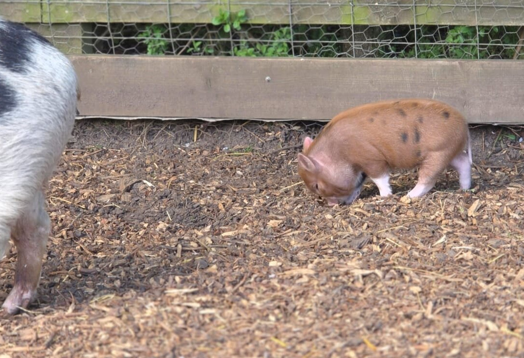 Kew Little Pigs Farm Ltd-Amersham必去景点