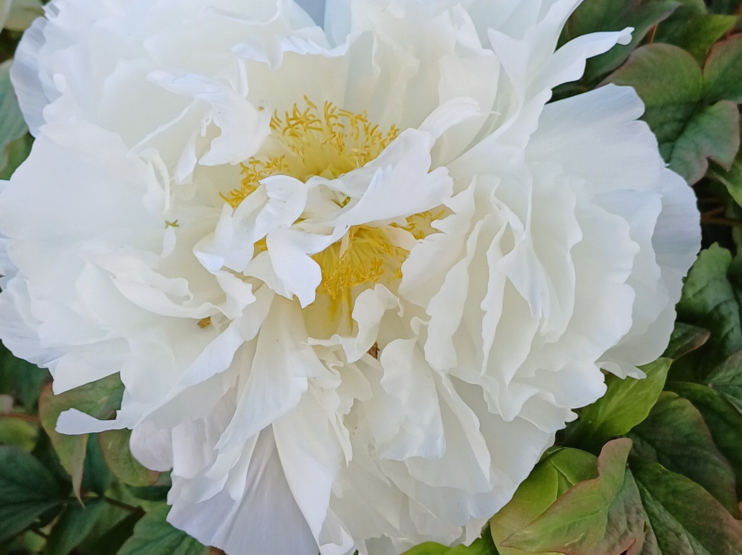 Parc Floral d'Apremont-Apremont-sur-Allier必去景点