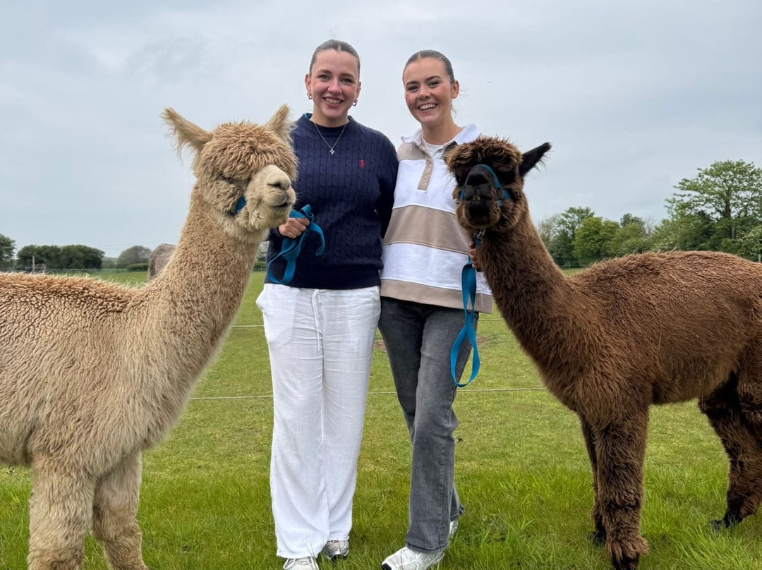 Big Sky Alpacas-Alford必去景点