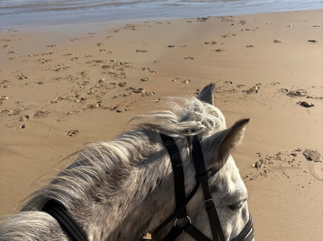 Bespoke Equestrian Ireland-都柏林必去景点