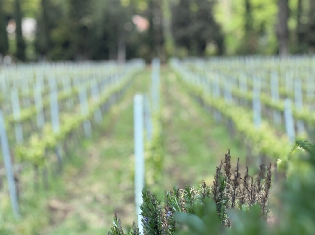 Milea Winery-Argalasti必去景点