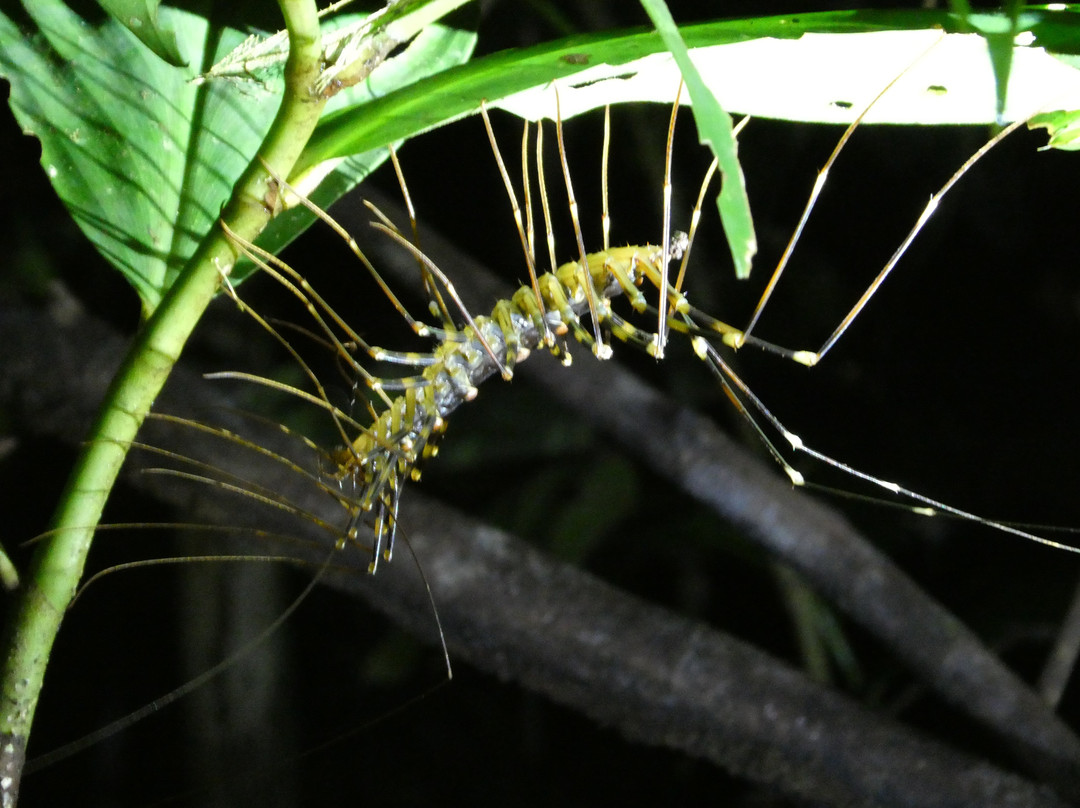 1StopBorneo Wildlife-斗湖必去景点