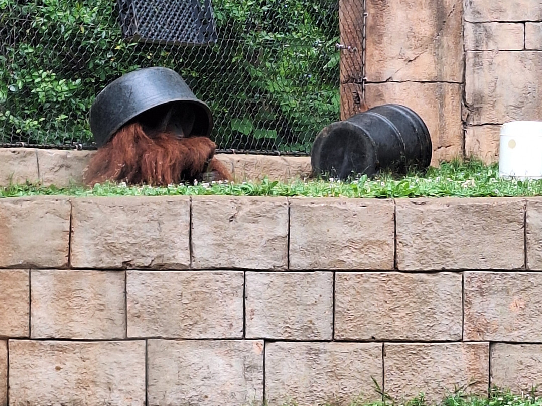 Greenville Zoo-格林维尔必去景点