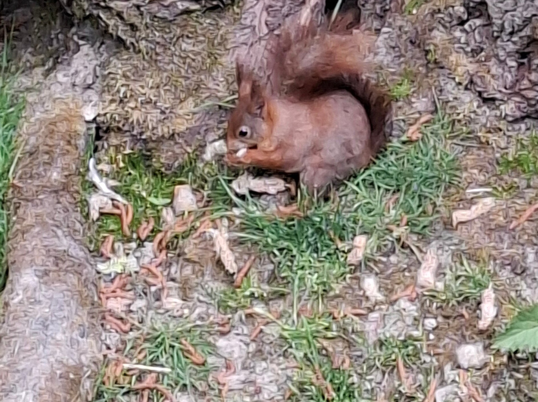 British Wildlife Centre-Lingfield必去景点
