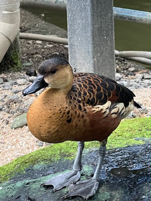 Birdworld Kuranda-库兰达必去景点