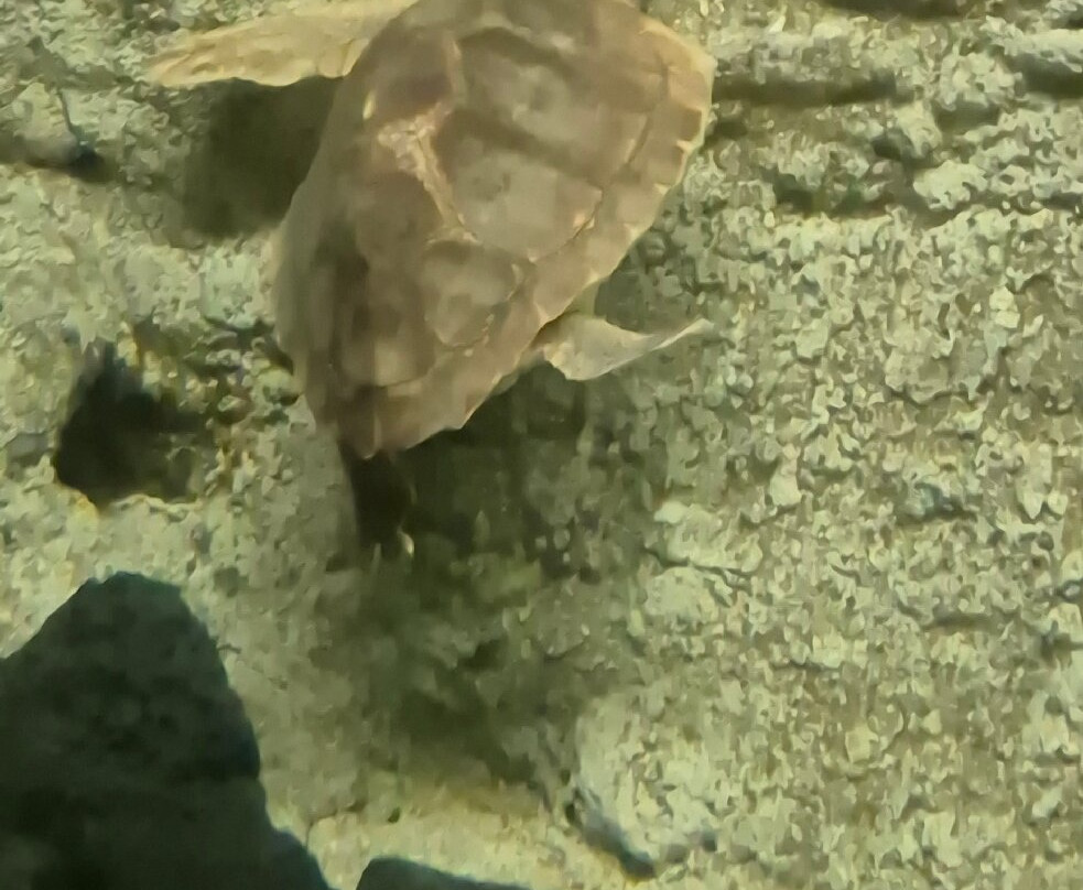 Lanzarote Aquarium-科斯塔特吉塞必去景点
