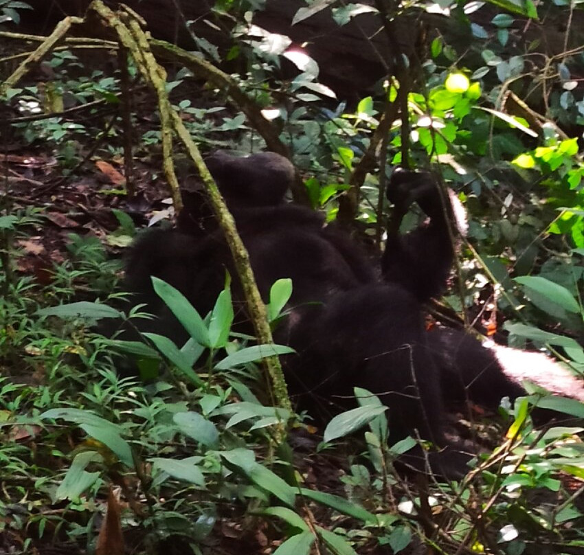 ENCHANTED UGANDA SAFARIS-Fort Portal必去景点