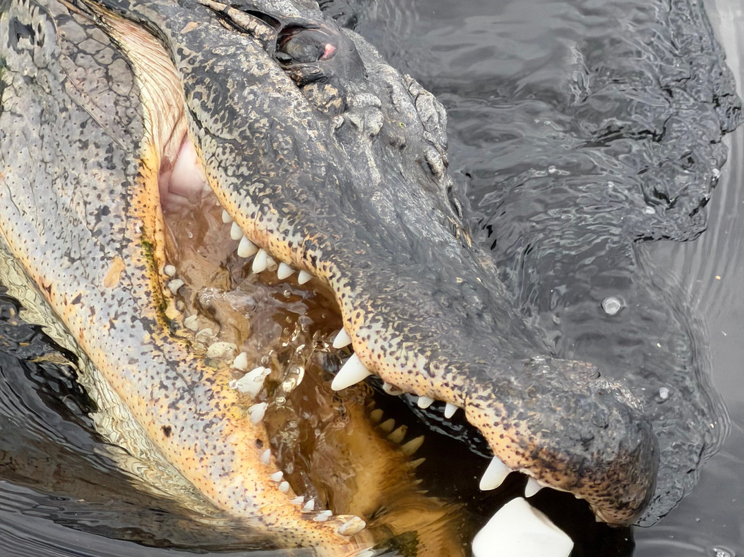 New Orleans Airboat Tours-Marrero必去景点