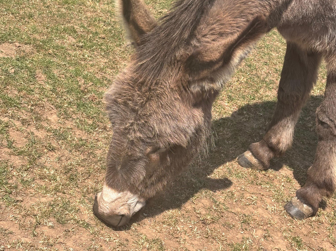 Jimmy's Farm & Wildlife Park-伊普斯威奇必去景点