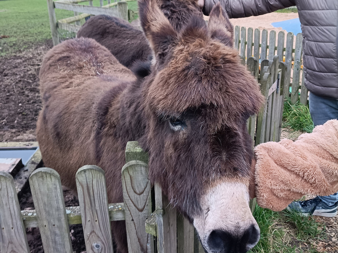 Burntwood Alpaca and Animal Experience-Burntwood必去景点