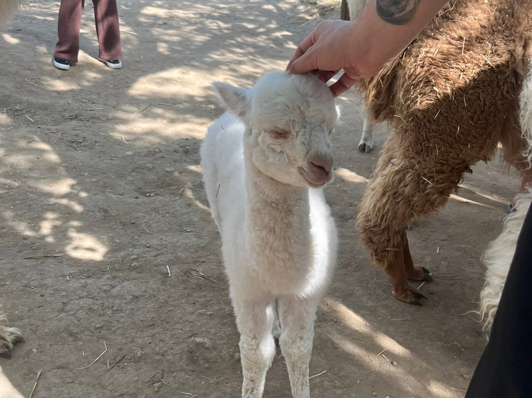 Basilicata Alpaca-Acerenza必去景点
