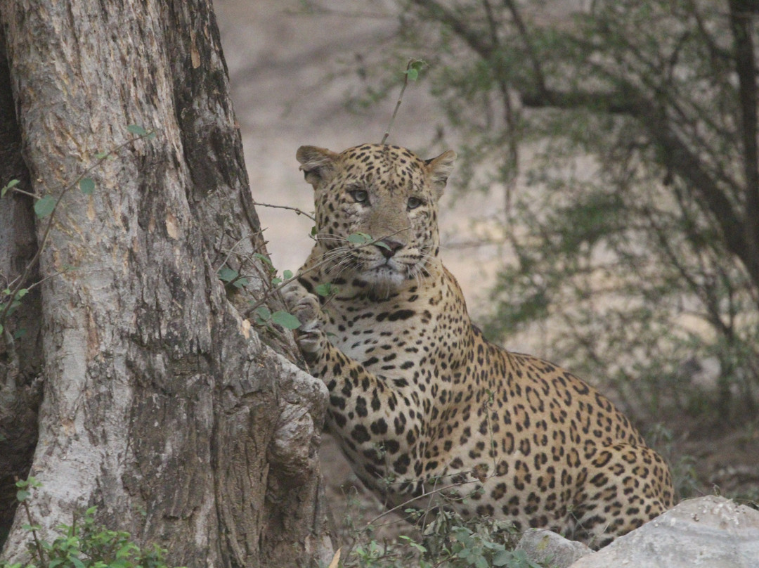 Jhalana Leopard Safari-斋蒲尔必去景点