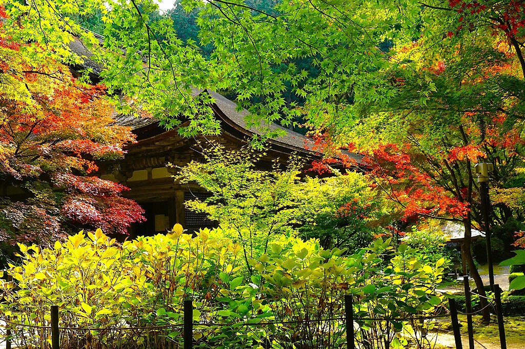 Kongorin-ji Temple-爱庄町必去景点