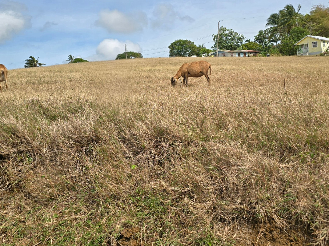 Island Safari Barbados-Saint Michael Parish必去景点