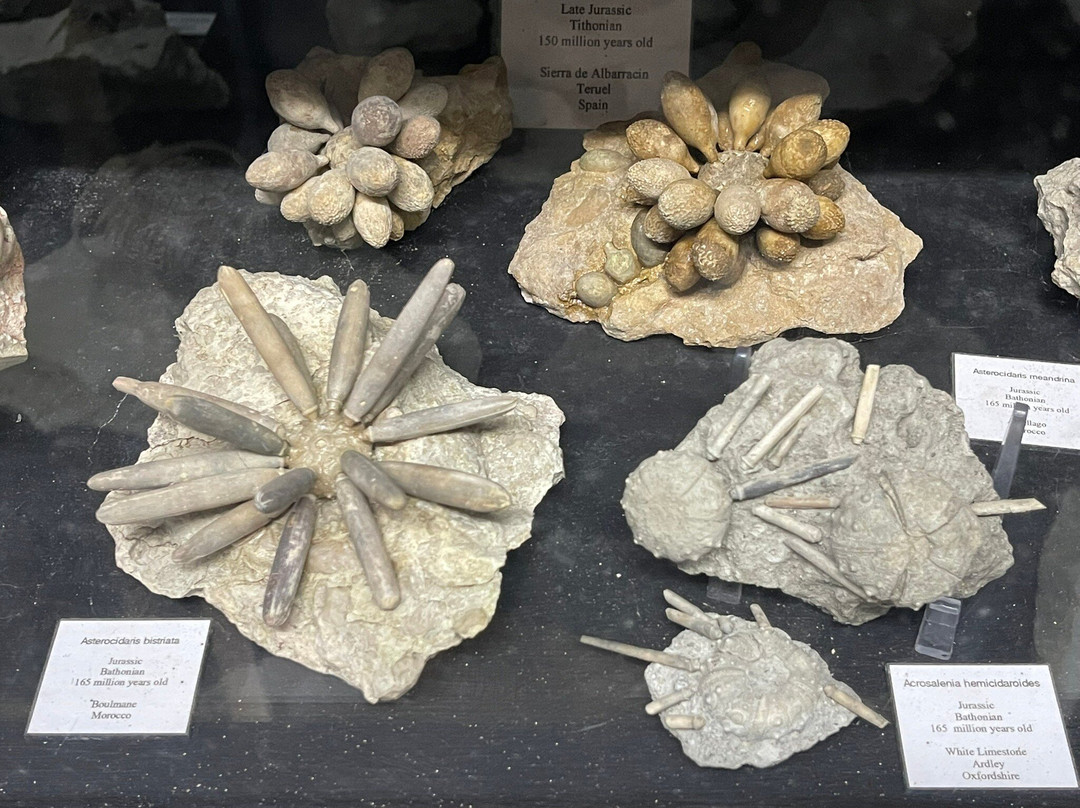 Dinosaurland Fossil Museum-莱姆里杰斯必去景点