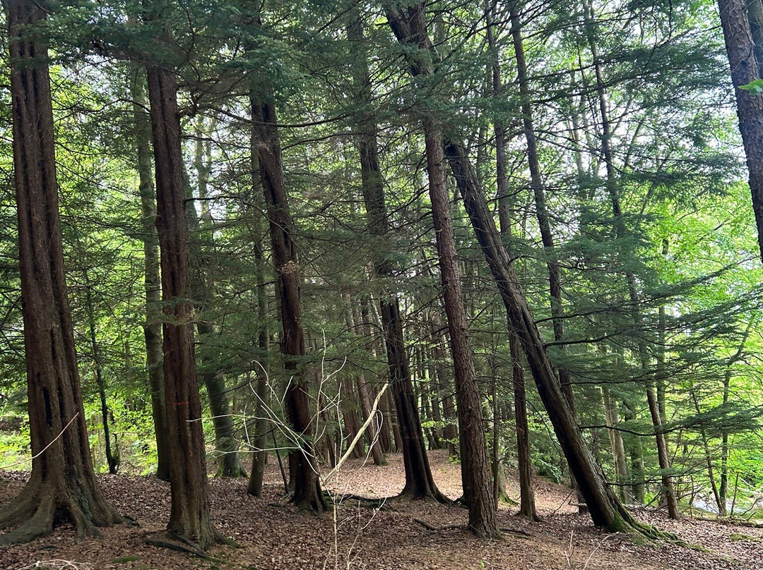 Hamsterley Forest-Hamsterley必去景点