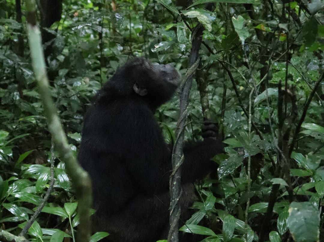Iconic Africa Safaris-坎帕拉必去景点