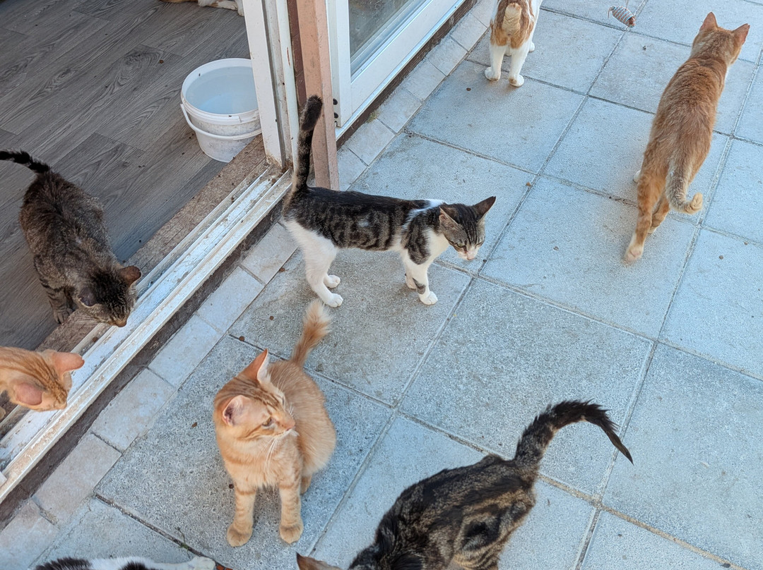 Tala Monastery Cat Park-Tala必去景点