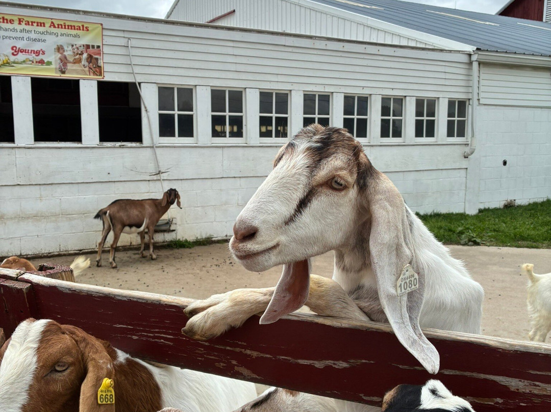 Young's Jersey Dairy Farm-Yellow Springs必去景点