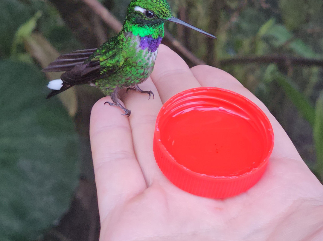 San Tadeo Birding-明多必去景点