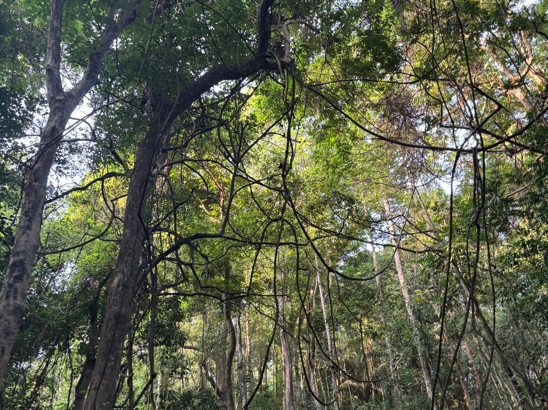 Mount Makiling-Los Banos必去景点