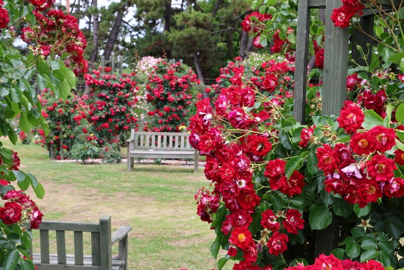 Hamadera Park-坂井市必去景点