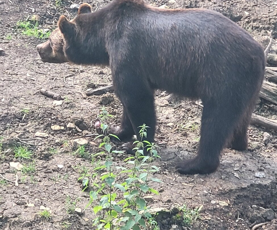 Bristol Zoo Project-Easter Compton必去景点