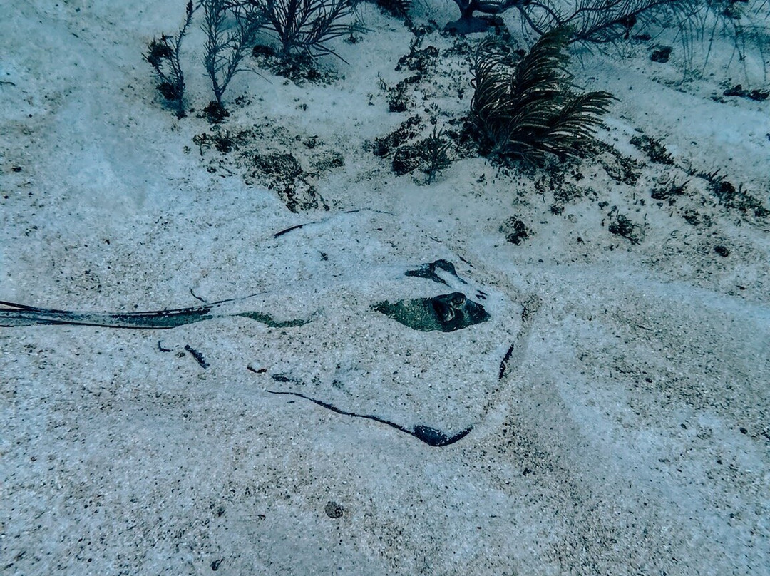 Seahorse Divers Barbados-奥伊斯廷斯必去景点