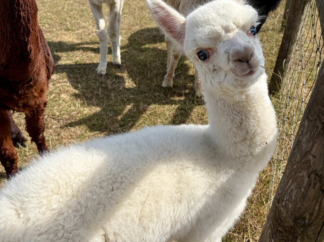 Cotswold Vale Alpacas-伊夫舍姆必去景点