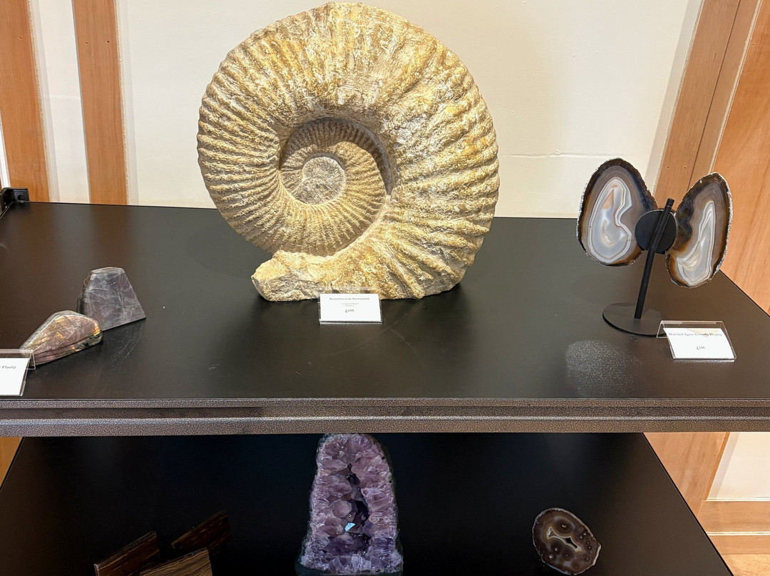Finest Fossils-Haddenham必去景点