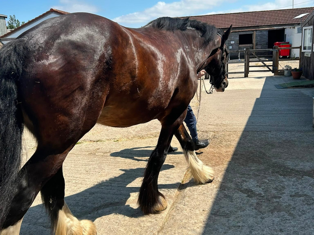 Rein and Shine Equestrian Centre-斯温顿必去景点