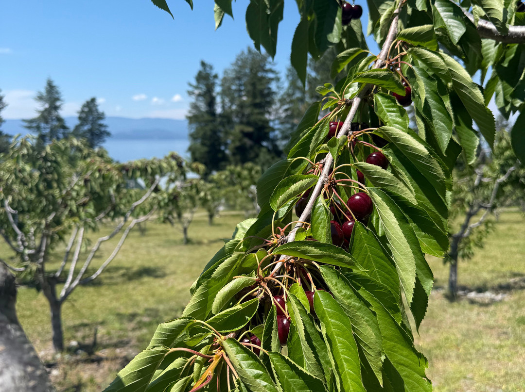 Stoddard Orchards-Bigfork必去景点