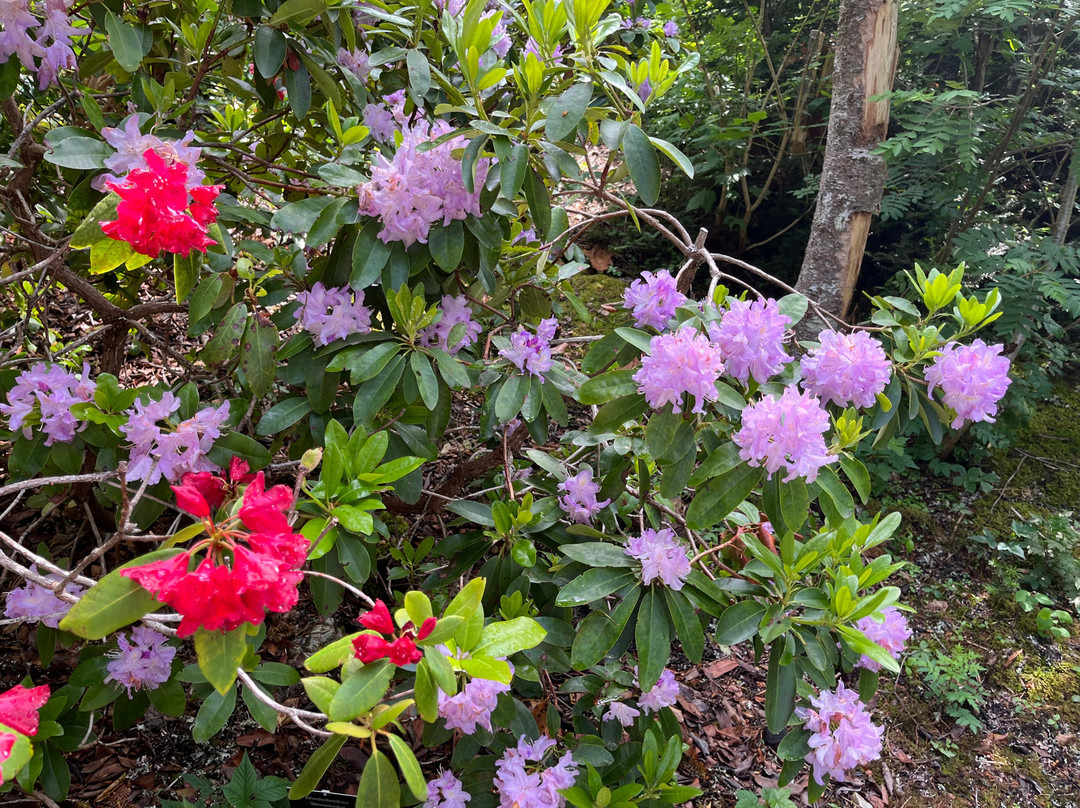 Memorial University Botanical Garden-圣约翰必去景点