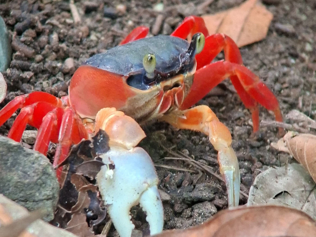 SimbiOsa Wild Costa Rica-哥斯达黎加安东尼奥国家公园必去景点