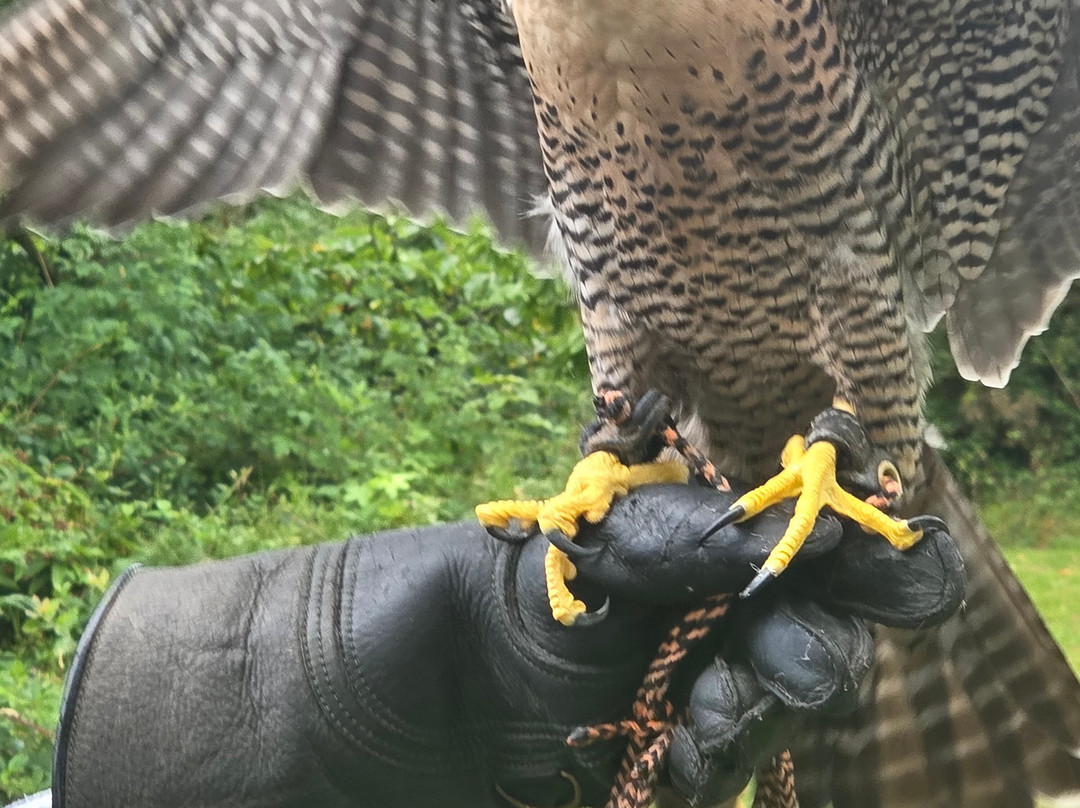 Lake District Falconry-温德米尔必去景点