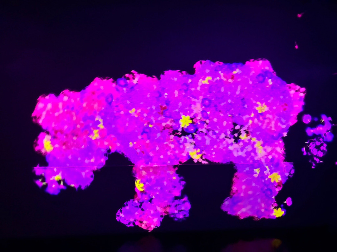 Teamlab Borderless Tokyo-港区必去景点